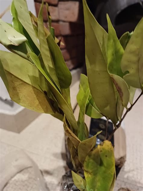 Creative Farmer Rare Bush Blueberry Tasty Fruit Live Plant 1 Healthy ...