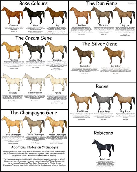 Horse Colour Genetics Chart
