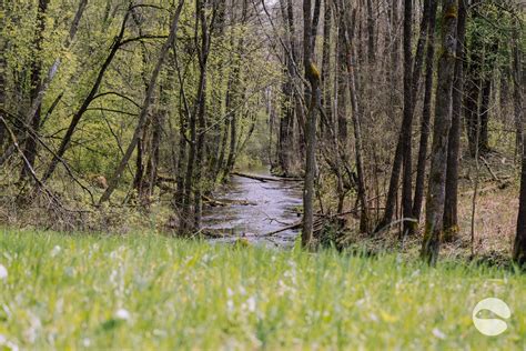 Image result for Spring Run Trout Farm