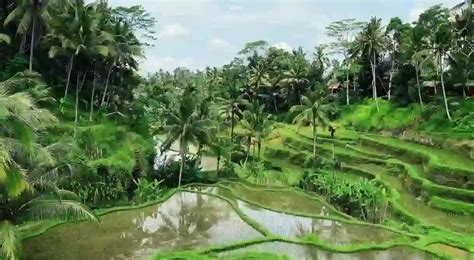The Top Things To Do In Ubud, Bali