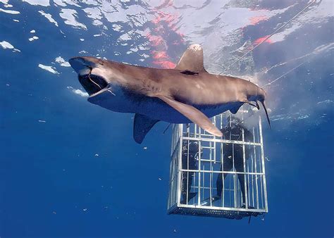 Image result for Shark Week 2016