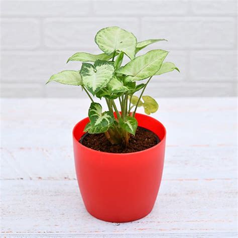 Buy Syngonium Plants online from Nurserylive at lowest price.