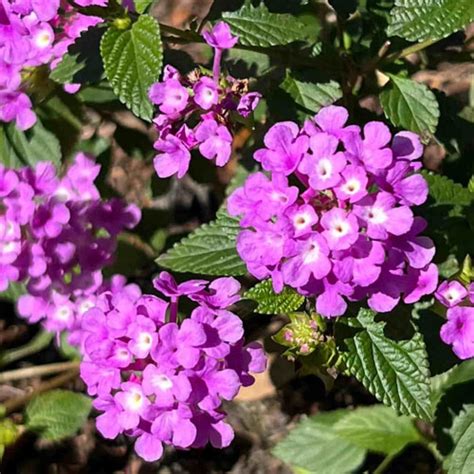 Lantana Purple Dwarf Bush Live Plant – Compact Flowering Plant for ...