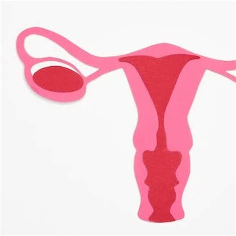 Ovo De Trompa De Falopio