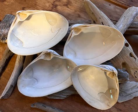 Image result for Reusable Clam Shells for Baking