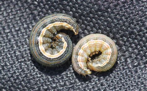 Different Types Of Army Worms at Erin Graham blog