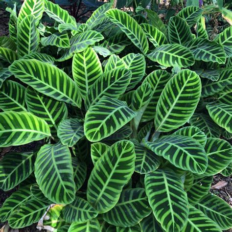 Calathea/ Maranta Varieties – Homely Feel Gardens