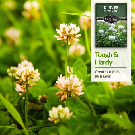 Dutch White Clover Seed for Planting - SurvivalGardenSeeds