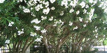 Garden Art Rare Oleander Flower Plant Kaneer, Dwarf White Arali,Nerium ...