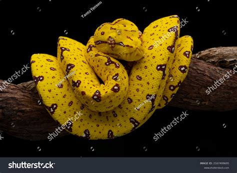 Image result for Yellow Green Tree Python