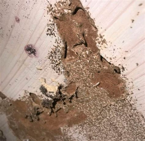 木地板有白蚁大水蚁怎么办 - 哔哩哔哩