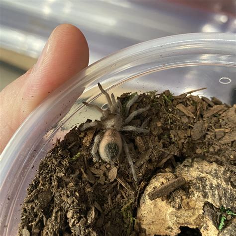 Aphonopelma chalcodes (Arizona Blonde Tarantula) - Predator and Prey ...