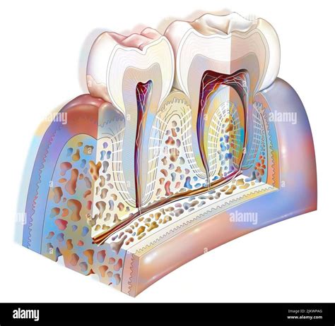 Dental Plaque