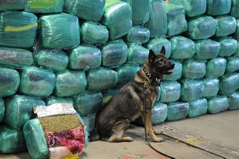 Dogs Getting into Pot 的图像结果