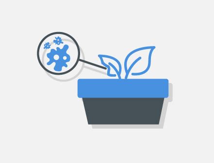 Image result for Pythium Root Rot Signs