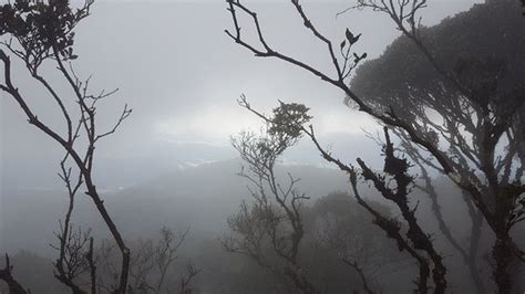 Mossy Forest (Brinchang) - 2021 What to Know Before You Go (with Photos ...