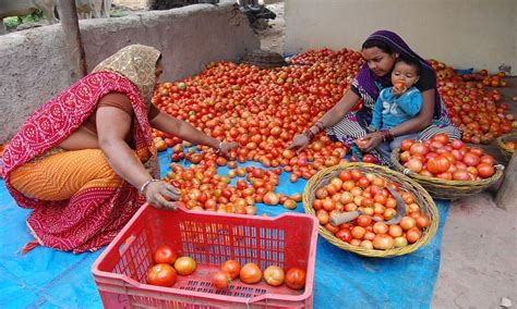 टमाटर, अदरक, जीरा के बाद अब मिर्च का भाव मत पूछना, कीमतों में लगी आग ...