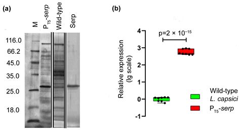 The First Homologous Expression System for the β-Lytic Protease of ...