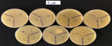 Image result for Well Diffusion Method