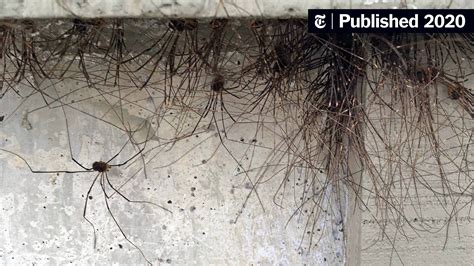 Are Daddy Long Legs Venomous To Dogs