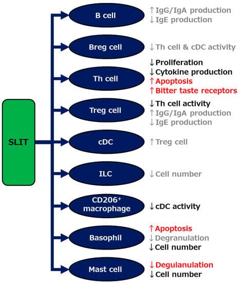 Sublingual Immunotherapy: How Sublingual Allergen Administration Heals ...