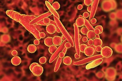 Cómo es la bacteria Mycoplasma - La Tercera