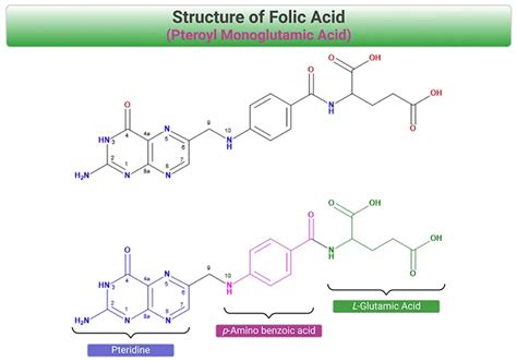 Image result for Different Types of Folate