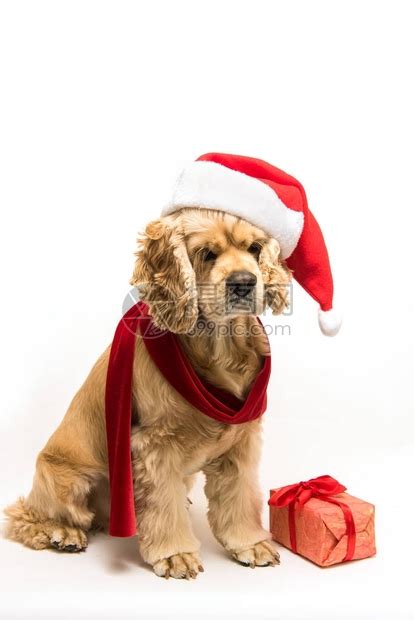 带什么礼物给狗狗最新素材