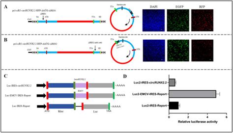 Rolling-Translated circRUNX2.2 Promotes Lymphoma Cell Proliferation and ...