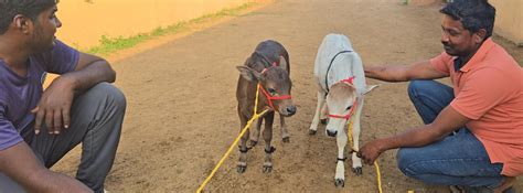 "Discover rare miniature cattle breeds like Micro Mini Cows, Punganur ...