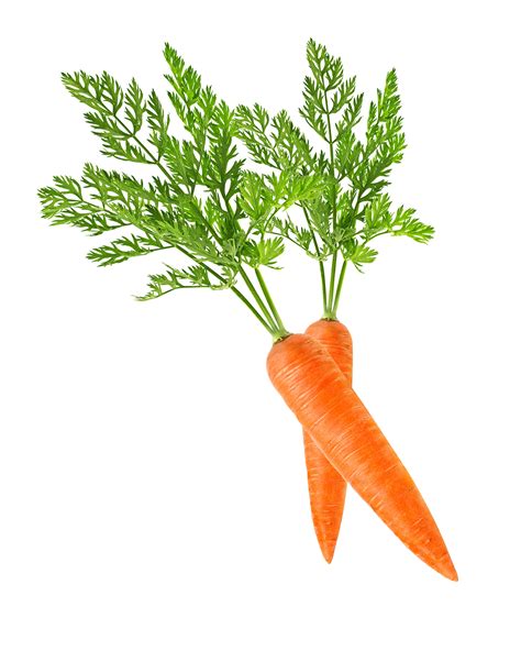 Baby carrot Clip art - carrot png download - 1400*1750 - Free ...
