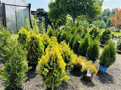 Reems Creek Nursery: My Budget Hacks – Asheville Gardener