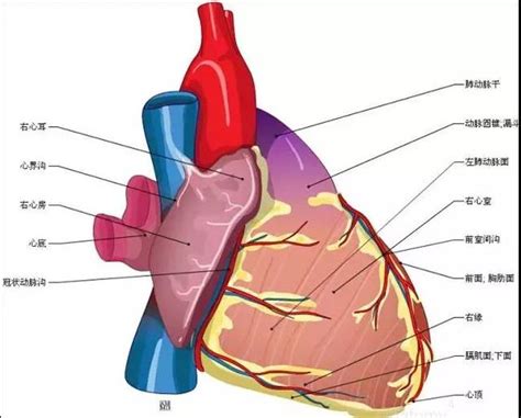 心脏壁层和脏层示意图图片