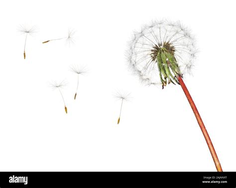 Image result for Small Spring Compressor Tool