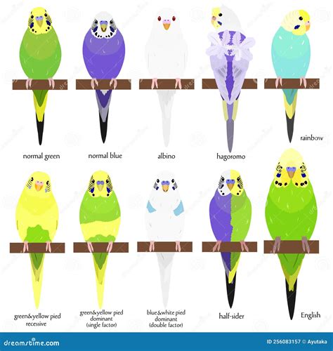 Parakeet Colors Varieties English And Wild Type Budgies – Birds