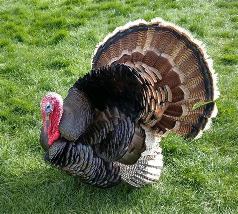 Turkey Breeds - Facts, Types, and Pictures