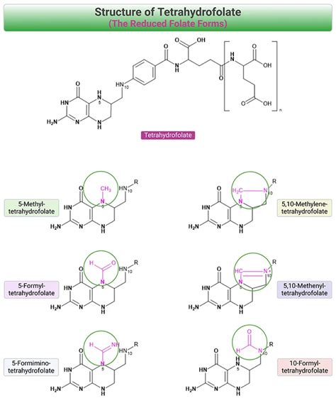 Image result for Folate Function