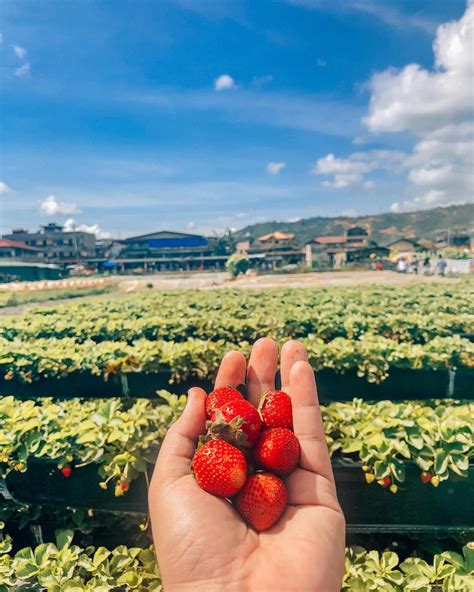Ultimate Guide To Strawberry Farm Baguio 2026