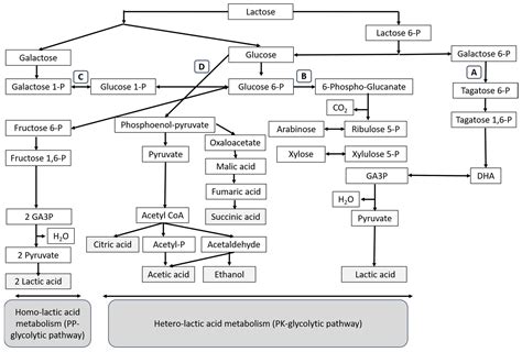 Lactic Acid Production by Enterococcus durans Is Improved by Cell ...