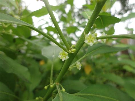 Clutia pulchella - Common Lightning Bush, Gewone Bliksembos | Hortus ...