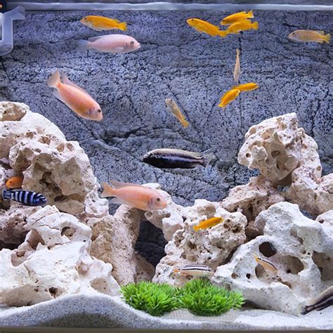 Petzlifeworld Sansibar White Hollow Rock for Aquascaping – Decorative ...