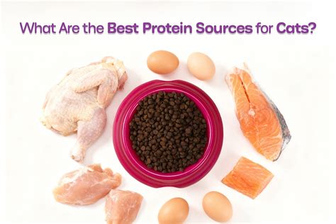 Best Protein Sources for Cats: Nutrition, Benefits & Food Guide – GoodCat