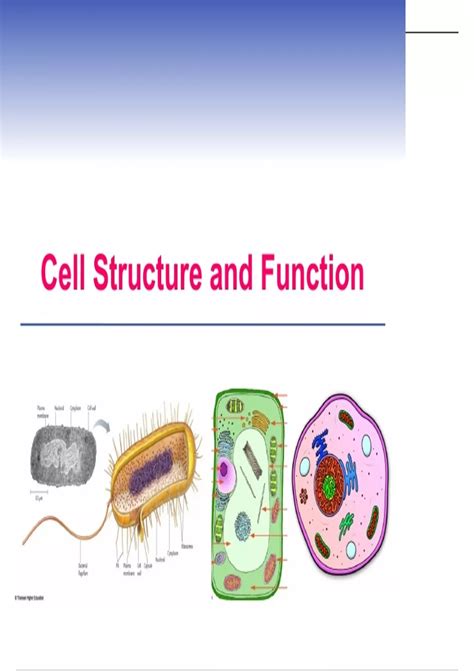 Image result for Structure and Function Biology Examples