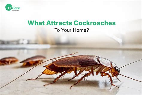 25 Common Things That Attract Cockroaches To Your House
