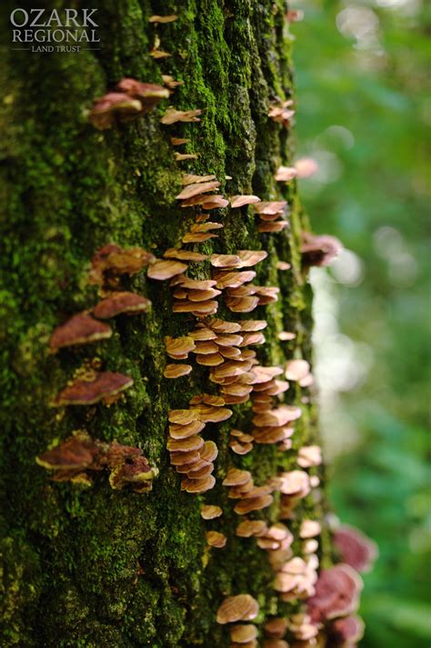 Tree Fungus Green , How to Identify & Treat Tree Fungus - SIGQ