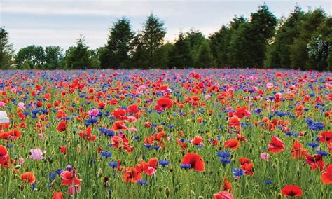 Poppy Field 2020 的图像结果