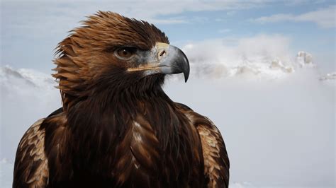 Watch Hostile Planet S1 Episode 1 on Disney+ South Africa | English ...