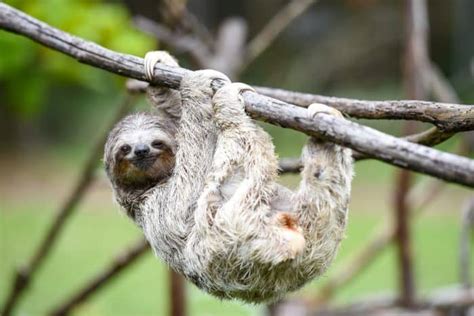 Image result for Dwarf Sloth