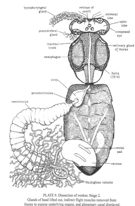 Honey Bees Under the Microscope : Center for Agriculture, Food, and the ...