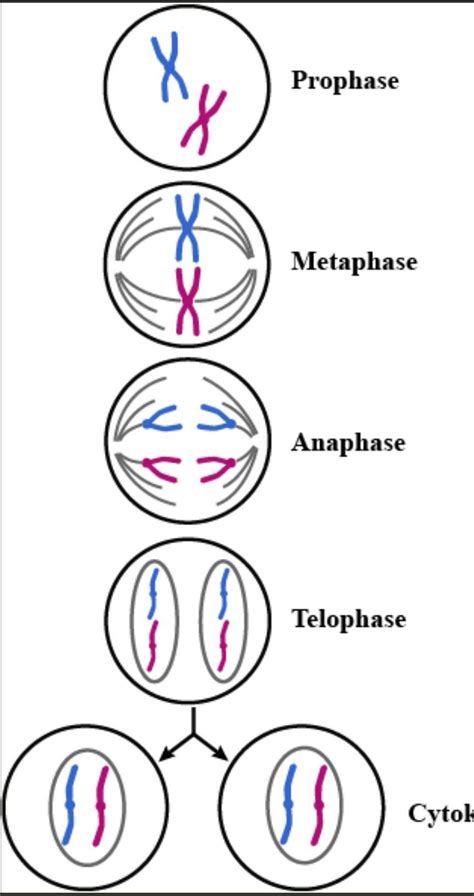 Answer in details.With the help of suitable diagrams, explain the ...